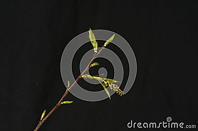 Buds, fruiting bodes, and leaflets black cherry Stock Photo