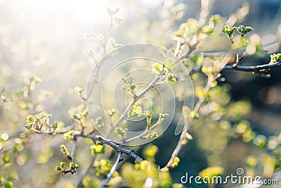 Buds on a gooseberry Bush in spring Stock Photo