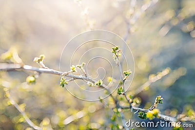 Buds on a gooseberry Bush in spring Stock Photo