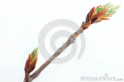 Buds and green spring leafs on the twig rowan berry. Stock Photo