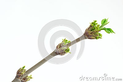 Buds and green spring leafs on the twig rowan tree. Stock Photo