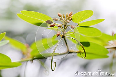 The buds and leaves of Bauhinia didyma Stock Photo