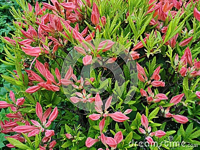 Buds of orange Japanese rhododendron Latin: rhododendron japonicum A. Gray Suring in the botanical garden of St. Petersburg Stock Photo