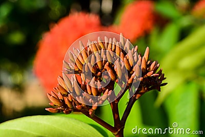 The buds of a red spike flower Stock Photo