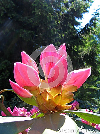 Buds rhododendron Stock Photo