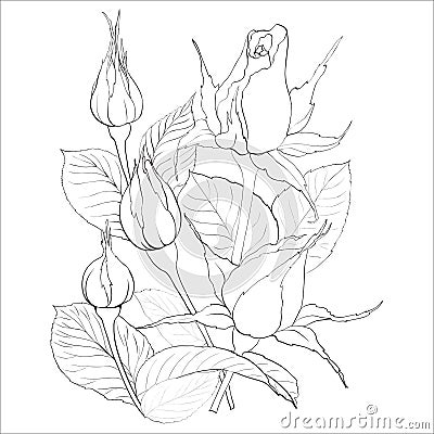 The buds of roses - vector illustration. Use printed materials, signs, items, websites, maps, posters, postcards, packaging. Vector Illustration
