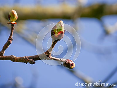 Buds in spring on the branch of a chestnut tree, about to open. Signifying rebirth Stock Photo