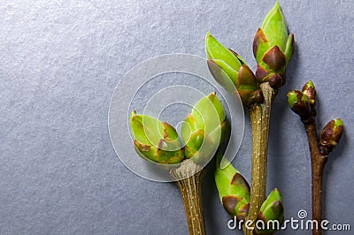Buds swell background on silvery. Three twigs close-up Stock Photo