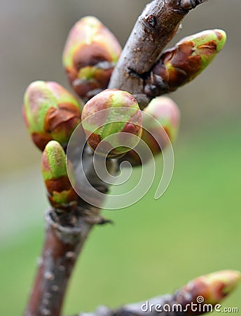 Buds swelled on the tree in spring Stock Photo