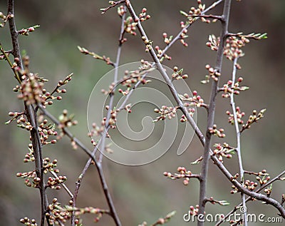 Buds swelled on the tree in spring Stock Photo