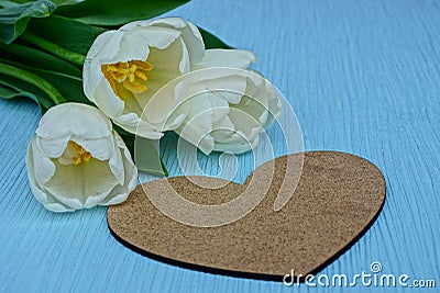 Buds of three white tulips and a big brown heart on a blue background Stock Photo