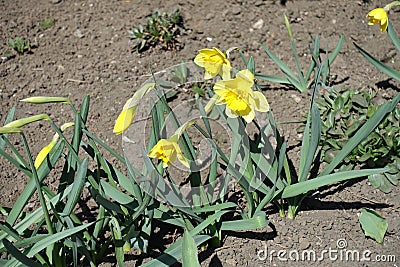 Buds and three yellow flowers of narcissuses Stock Photo