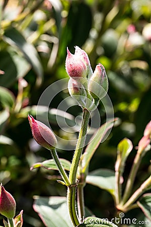 Buds of Tibouchina urvilleana over natural background Stock Photo