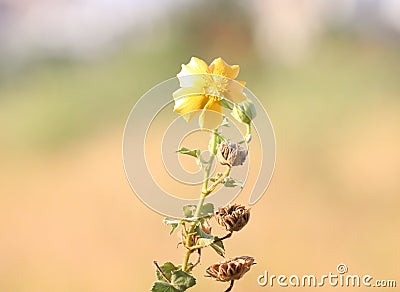 Buds to Blossom Golden Flower Stock Photo