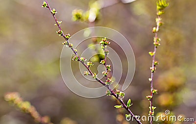 From buds on the tree appear leaves Stock Photo