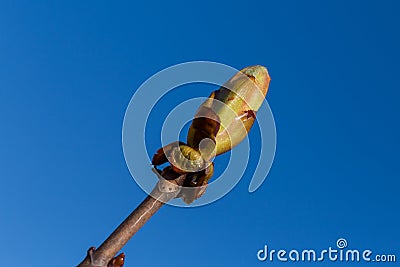 Buds on a tree at the spring time Stock Photo