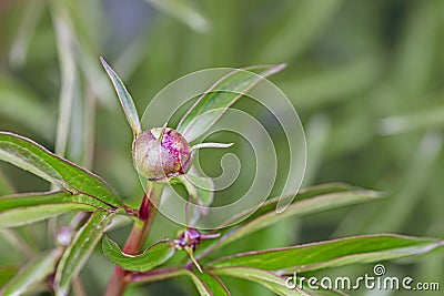 buds of an unopened pink peony of a rare variety, Stock Photo