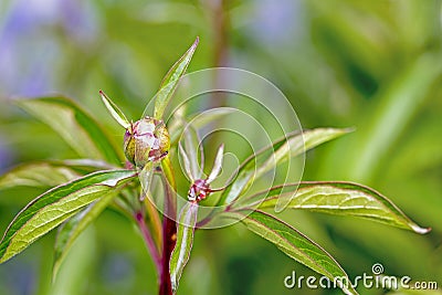 buds of an unopened pink peony of a rare variety, top view, Stock Photo