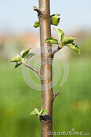 Buds on a young spring apple tree Stock Photo