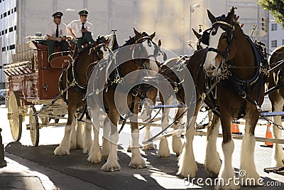 Budweiser Beer Wagon Editorial Stock Photo