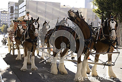 Budweiser Beer Wagon Editorial Stock Photo