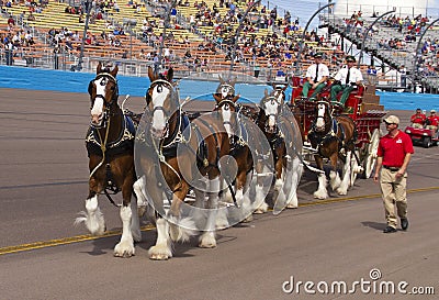 Budweiser Clydesdale Horses Team Editorial Stock Photo