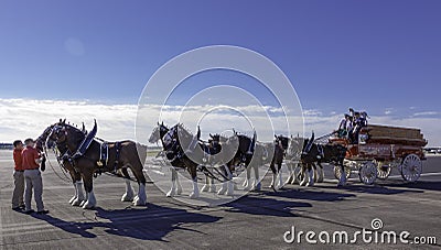 Budweiser Clydesdales Editorial Stock Photo