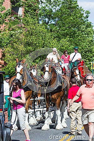 Budweiser Clydesdales in Coeur d' Alene, Idaho Editorial Stock Photo