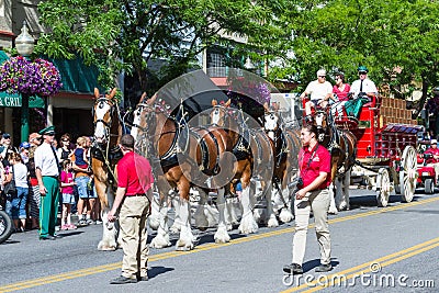 Budweiser Clydesdales in Coeur d' Alene, Idaho Editorial Stock Photo