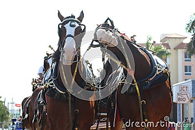 Budweiser clydesdales Stock Photo