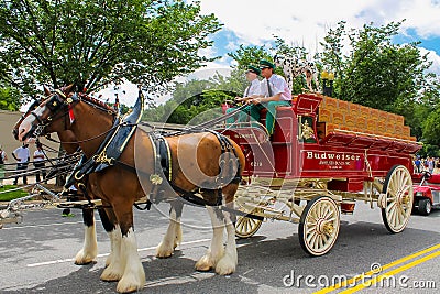 Budweiser Clydesdales getting ready to parade Editorial Stock Photo