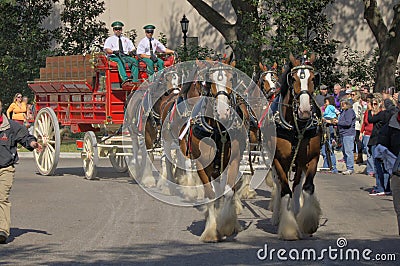 Budweiser Clydesdales Editorial Stock Photo