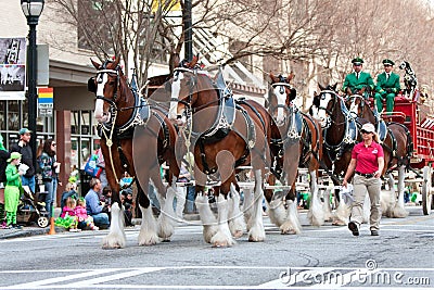 Budweiser Clydesdales Strut In Parade Editorial Stock Photo