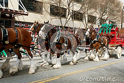Budweiser Clydesdales Trot In St. Patty's Parade Editorial Stock Photo