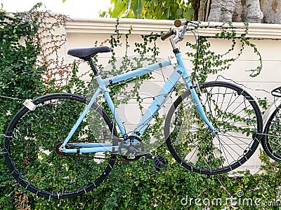 Bue Bike on climber plant wall Stock Photo