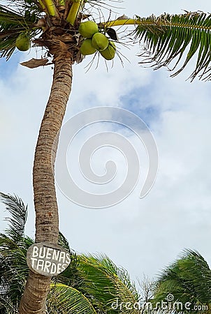 Buenas Tardes sign on the coconut palm tree Stock Photo