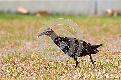 Buff-banded rail bird foraging on grass in Western Australia Stock Photo