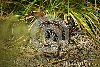 Buff-banded Rail Gallirallus philippensis is a distinctively coloured, highly dispersive, medium-sized rail of the family Stock Photo