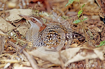 The buff-banded rail Hypotaenidia philippensis Stock Photo