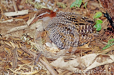 The buff-banded rail Hypotaenidia philippensis Stock Photo