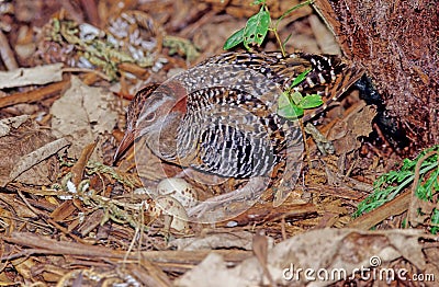 The buff-banded rail Hypotaenidia philippensis Stock Photo