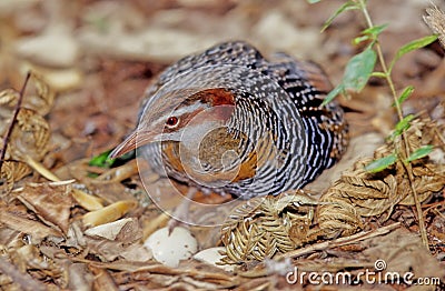 The buff-banded rail Hypotaenidia philippensis Stock Photo