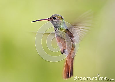 Buff-belied hummingbird hovering Stock Photo