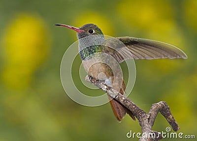 Buff-bellied hummingbird Stock Photo