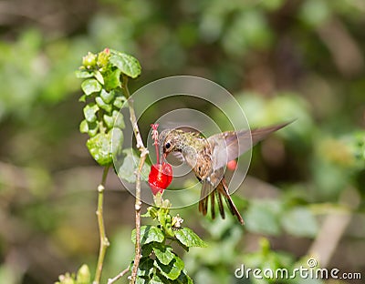 Buff-bellied Hummingbird Stock Photo