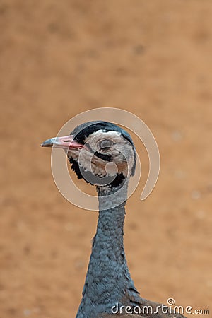 A buff-crested bustard Lophotis gindiana close-up f head looking at beak, neck in the desert sand Stock Photo
