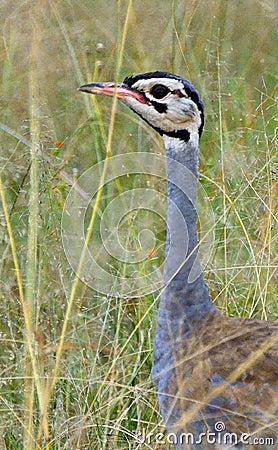 Buff-crested bustard, Maasai Mara Game Reserve, Kenya Stock Photo