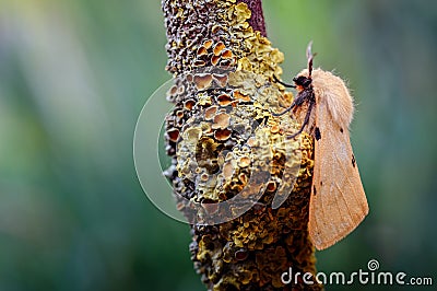 A Buff Ermine Macro Moth, Spilosoma luteum Resting on a Lichenised Twig Stock Photo