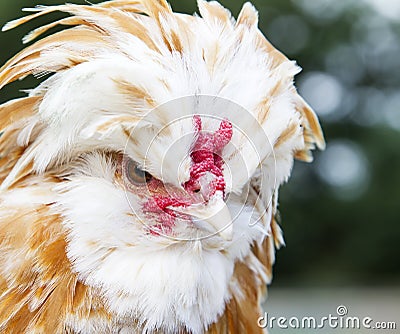 Buff Laced Polish chicken Stock Photo