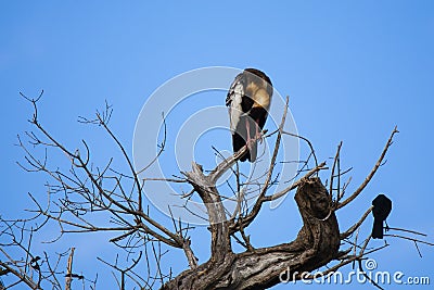 Buff-necked Ibis in Bare Tree Grooming Stock Photo